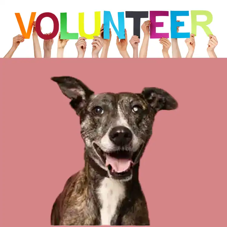 volunteer- we need you