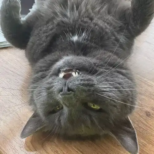 smokey