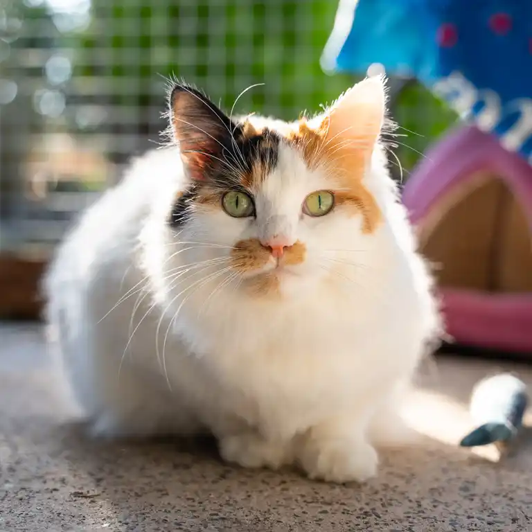 missy