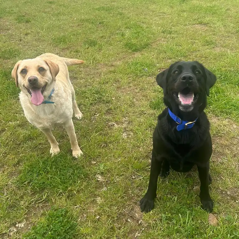 Luna & Raven