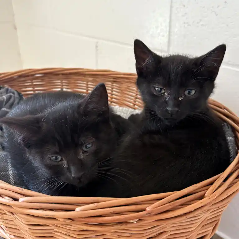 Briars Kittens