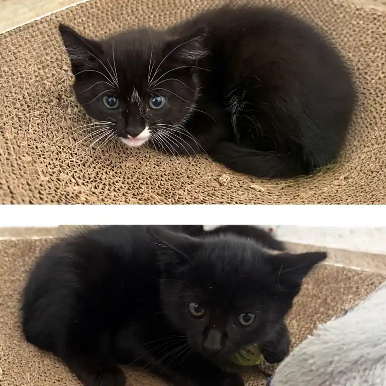 Lacey Cave's Kittens