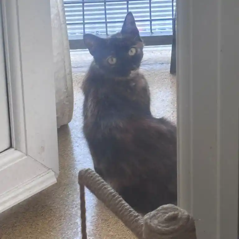 Whiskas